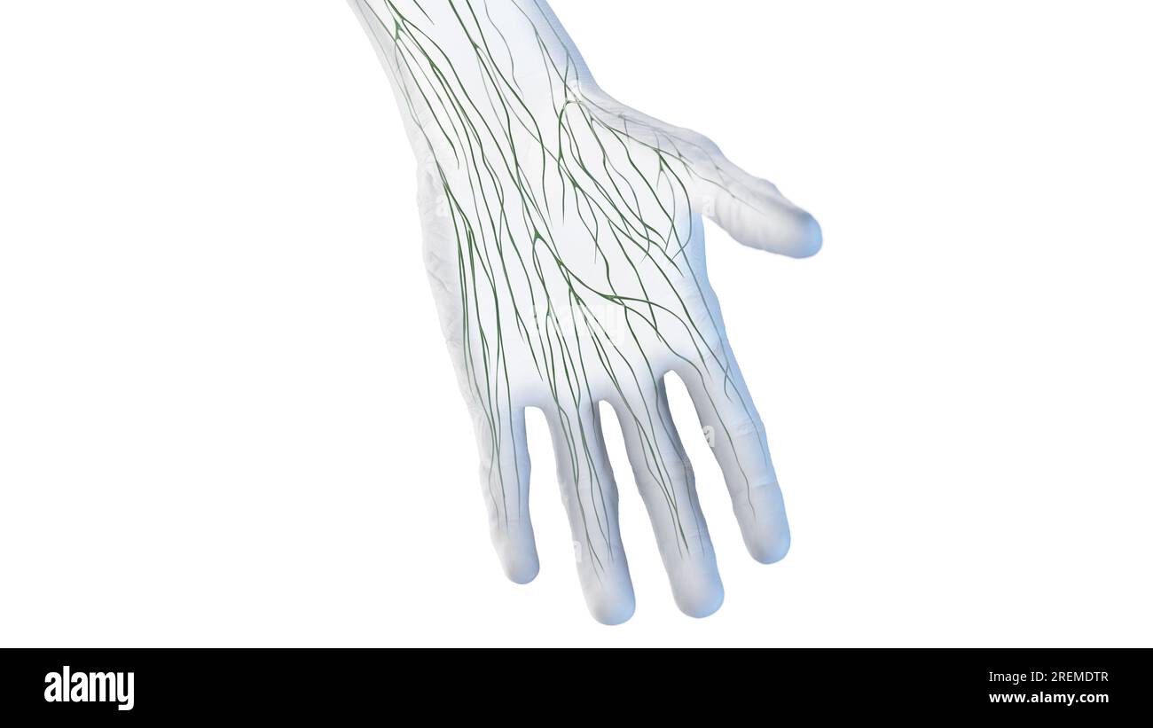 Lymphatic Vessels Of The Hand Illustration Stock Photo Alamy