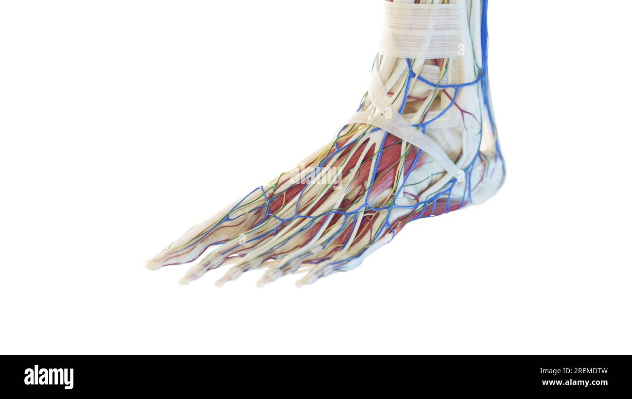 Anatomy of the foot, illustration Stock Photo - Alamy