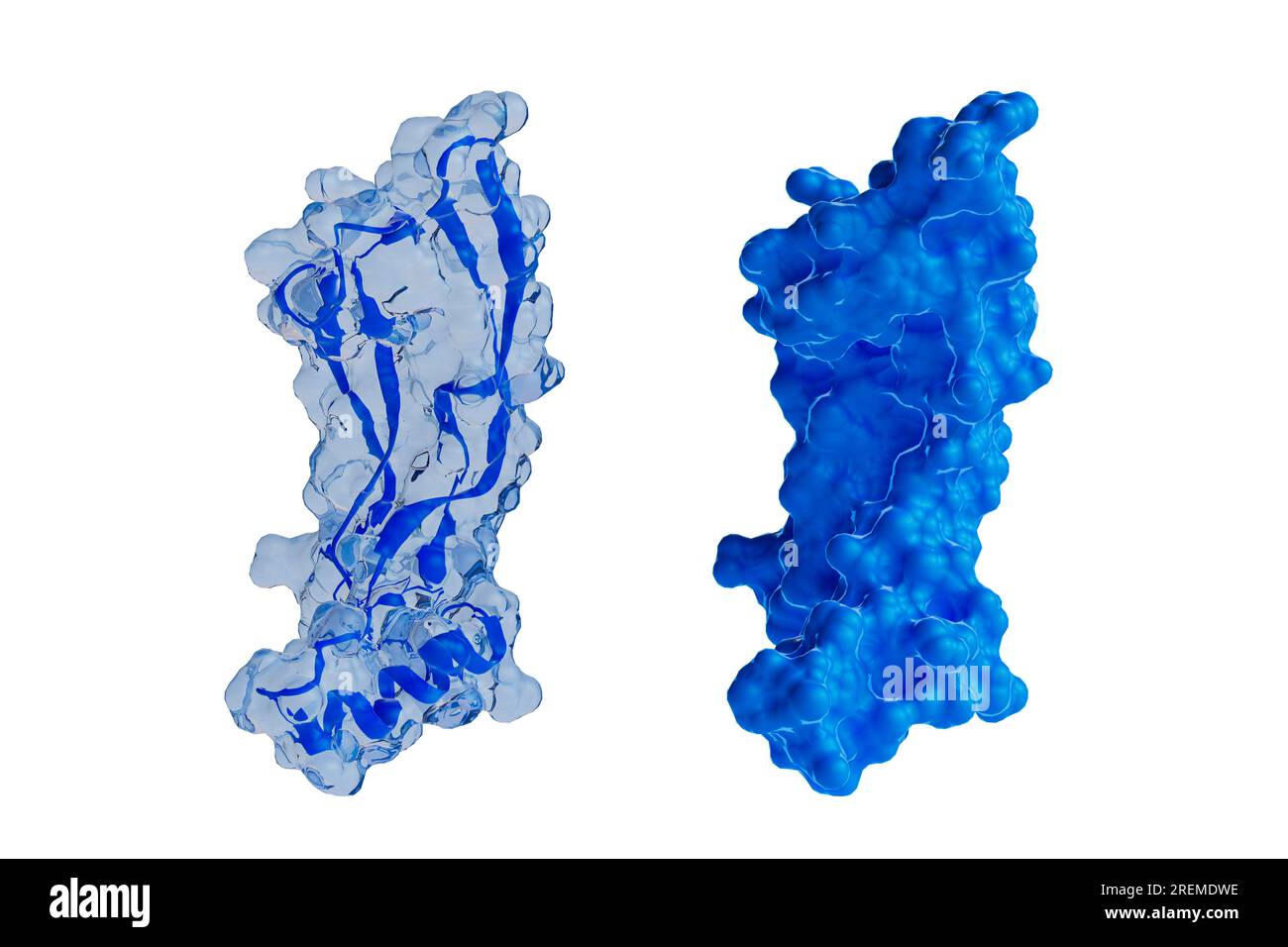 Illustration of human GDF15 (growth differentiation factor 15) protein showing transparent surface with internal ribbon models (left) and surface model in blue (right). GDF15 is produced by organs in response to stress and is also found at high levels in the placenta. It has been proposed to contribute to morning sickness. Stock Photo