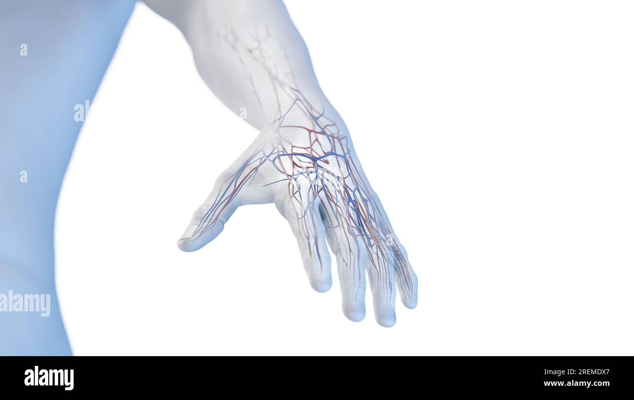 Vascular anatomy of the hand, illustration Stock Photo Alamy