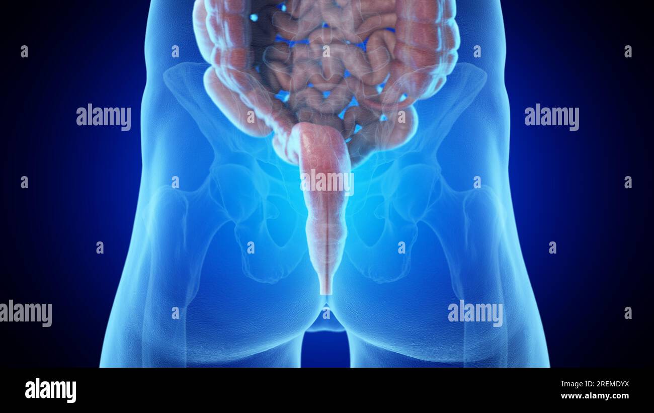 Posterior view of the rectum, illustration. Stock Photo