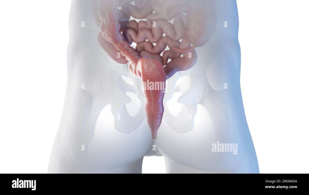 Posterior view of the rectum, illustration. Stock Photo
