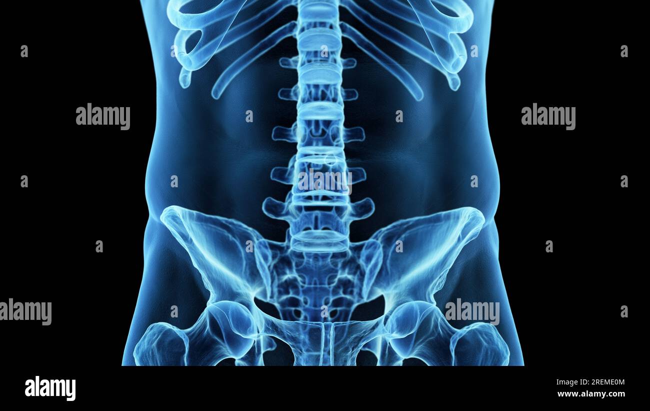 Lumbar spine, illustration. Stock Photo