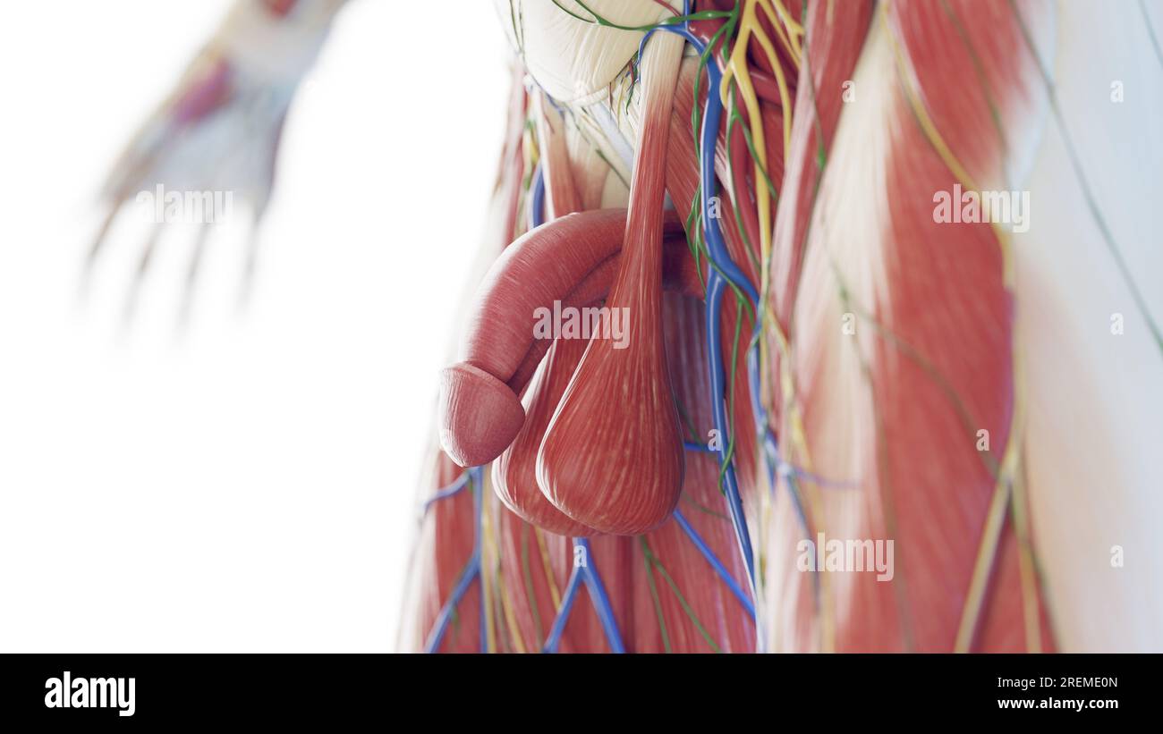 Penis anatomy, illustration Stock Photo - Alamy