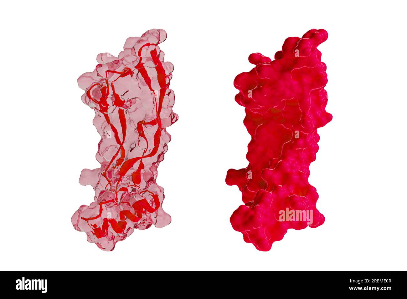 Illustration of human GDF15 (growth differentiation factor 15) protein showing transparent surface with internal ribbon models (left) and surface model in red (right). GDF15 is produced by organs in response to stress and is also found at high levels in the placenta. It has been proposed to contribute to morning sickness. Stock Photo