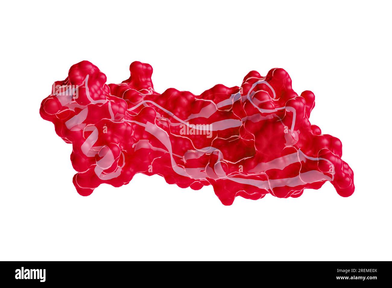 Illustration of human GDF15 (growth differentiation factor 15) protein showing molecular surface (red) and ribbon (white) models. GDF15 is produced by organs in response to stress and is also found at high levels in the placenta. It has been proposed to contribute to morning sickness. Stock Photo