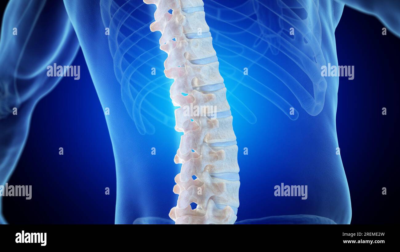 Posterior lumbar spine, illustration. Stock Photo