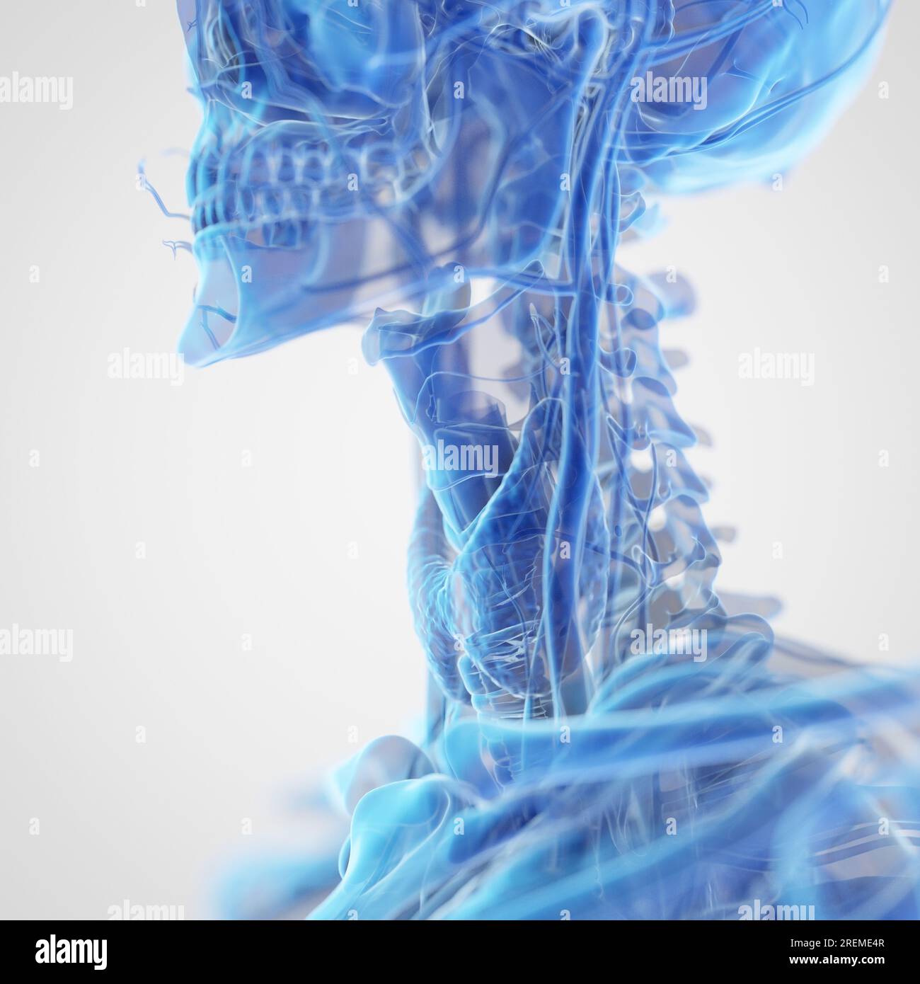 Neck anatomy, illustration Stock Photo Biology Diagrams
