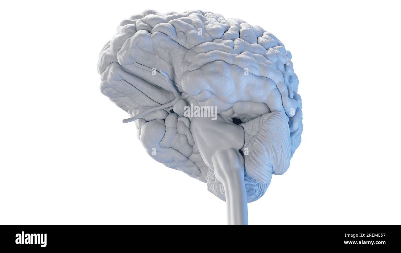 Human Brain Illustration Stock Photo Alamy