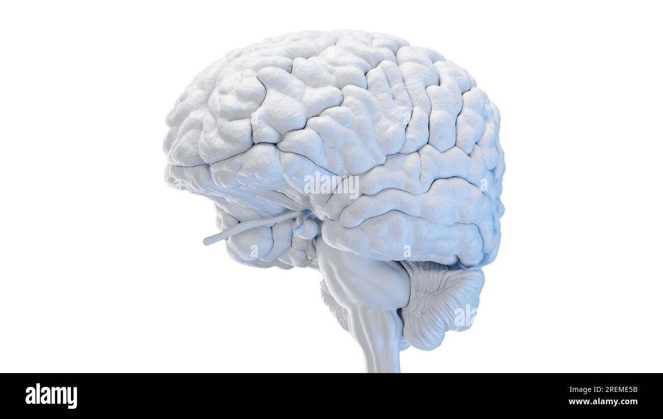 3d brain illustration cerebellum stem Cut Out Stock Images & Pictures ...