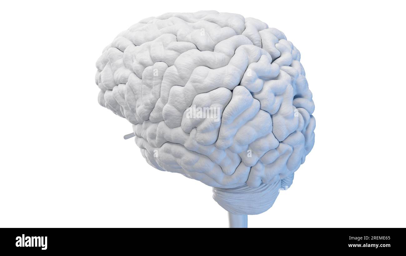 3d brain illustration cerebellum stem Cut Out Stock Images & Pictures ...