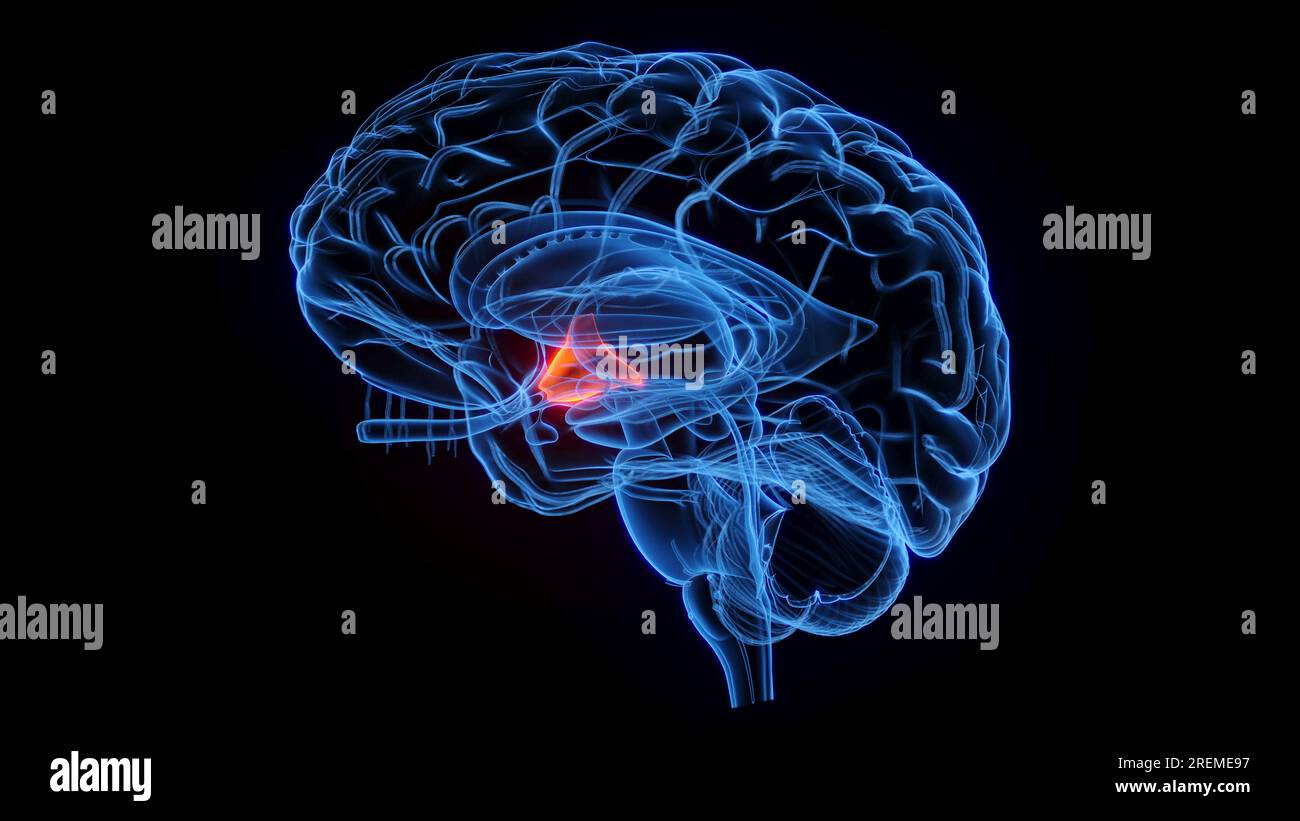 Lateral hypothalamus hires stock photography and images Alamy