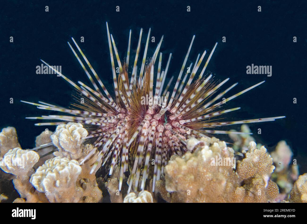 Double-spined Urchin, Echinothrix calamaris, night dive, Mimpi Channel Jetty dive site, near Menjangan Island, Buleleng Regency, Bali, Indonesia Stock Photo
