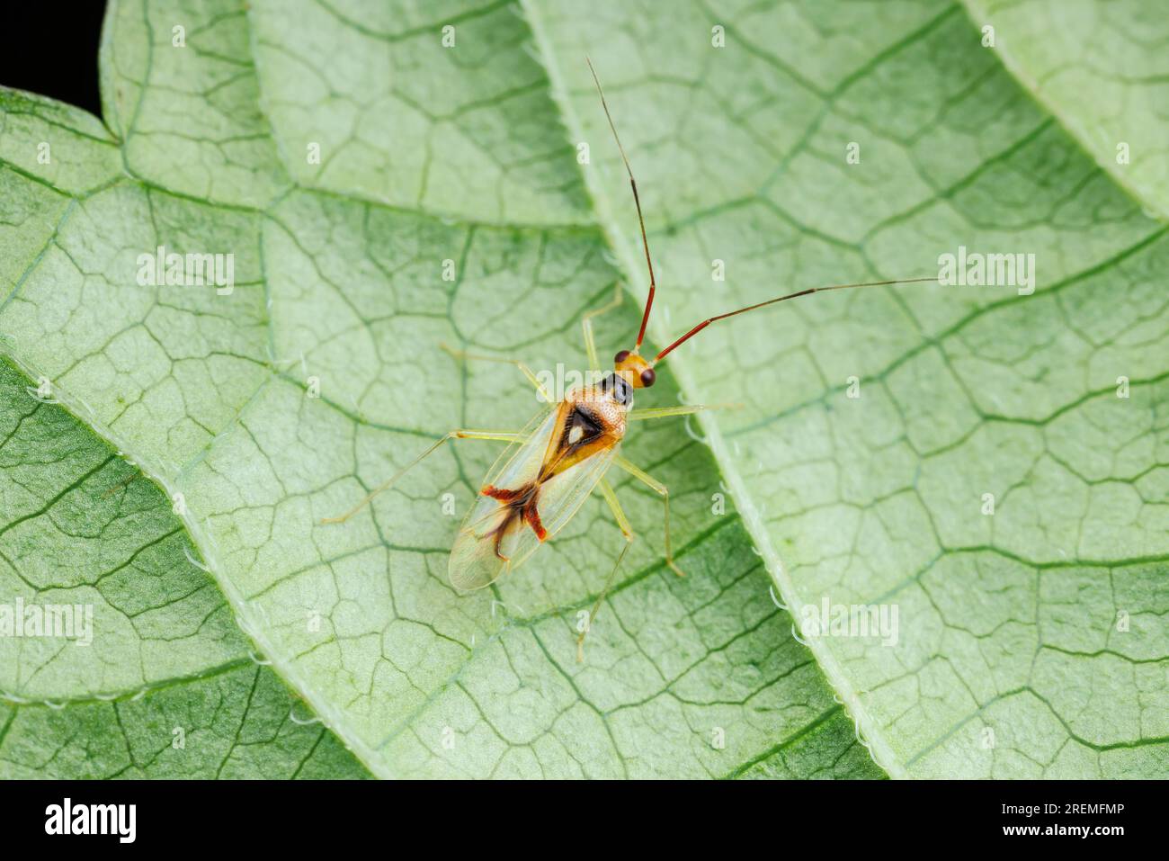 Plant Bug (Hyaliodes harti) Stock Photo
