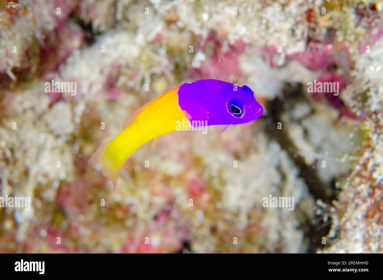 Royal Dottyback, Pseudochromis paccagnellae, Post 2 dive site, Menjangan Island, Buleleng Regency, Bali, Indonesia Stock Photo