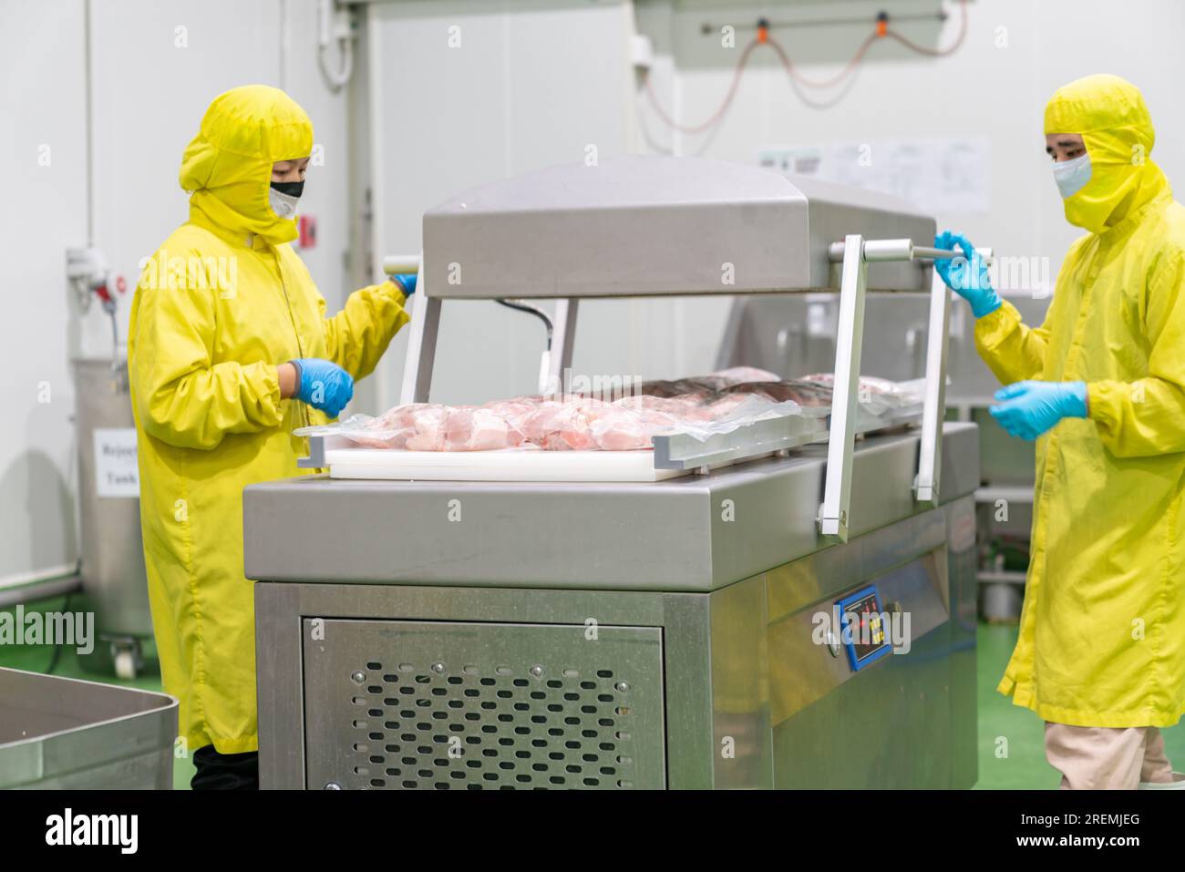 The process of packing raw chicken meat in a vacuum bag and sealing with a vacuum machine Stock