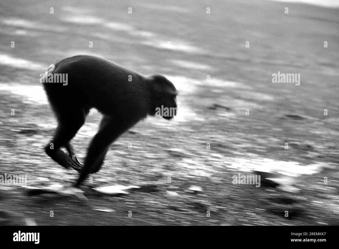 A Celebes crested macaque (Macaca nigra) moves on sandy beach as it is foraging in Tangkoko Nature Reserve, North Sulawesi, Indonesia. Stock Photo