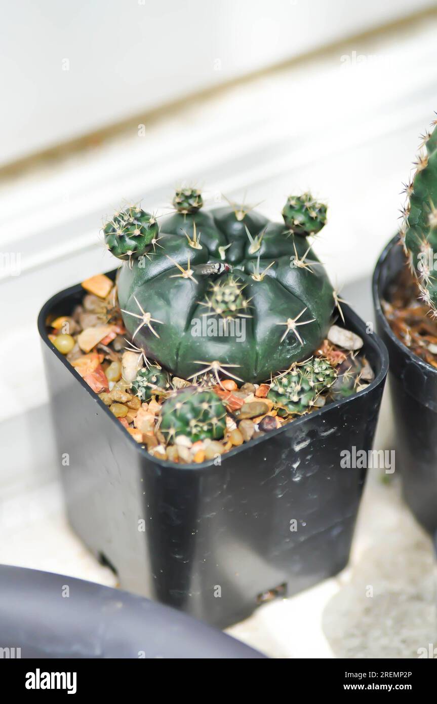 Gymnocalycium damsii hi-res stock photography and images - Alamy