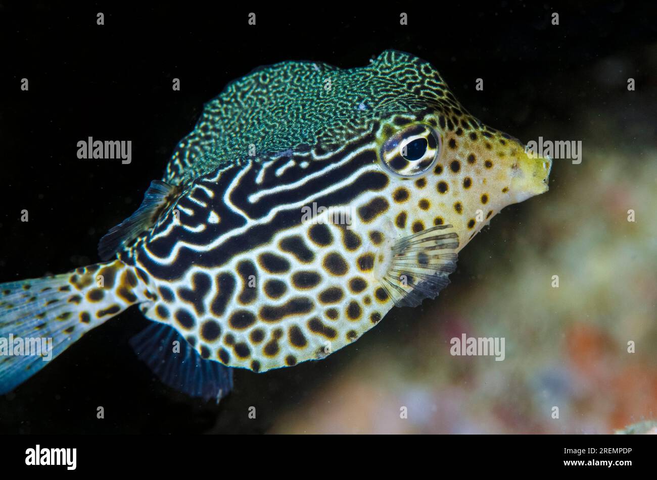 Juvenile Solar Boxfish, Ostracion solorensis, with ornate pattern, Dili Rock East dive site, Dili, East Timor Stock Photo