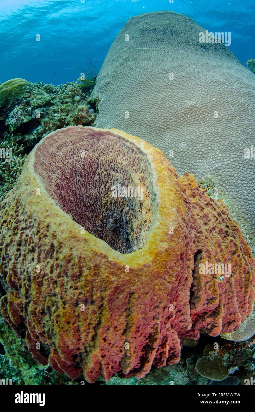 Barrel Sponge, Xestospongia testudinaria, by Brain Coral, Diploastrea heliopora, classified as Near Threatened, The Cove dive site, Atauro Island, Eas Stock Photo