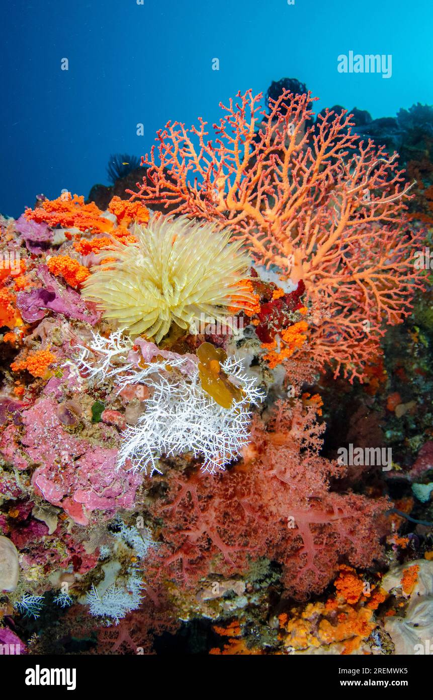 Feathery Duster Worm, Sabellastarte sp, and coral, The Cove dive site, Atauro Island, East Timor Stock Photo