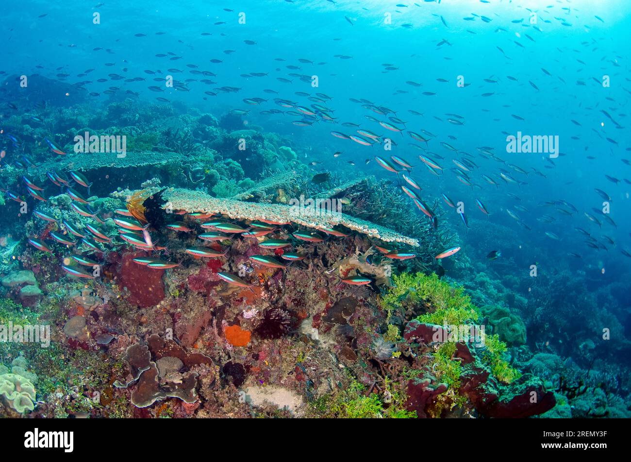 Bluestreak Fusiliers, Pterocaesio tile, red form school, Green Buoy dive site, Atauro Island, East Timor Stock Photo