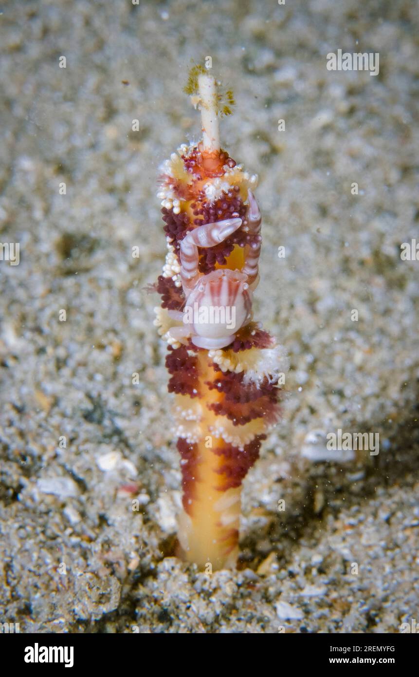 Haig's Porcelain Crab, Porcellanella haigae, on Sea Pen, Virgularia sp ...