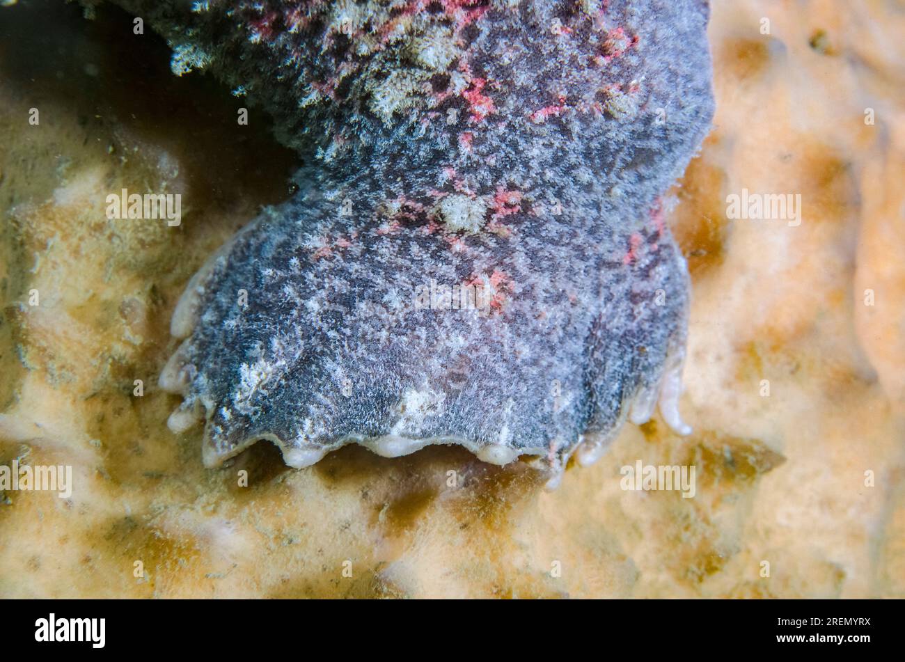 Brown Giant Frogfish, Antennarius commersonii, fin on sponge (Porifera Phylum), Pertamina Jetty dive site, Dili, East Timor Stock Photo