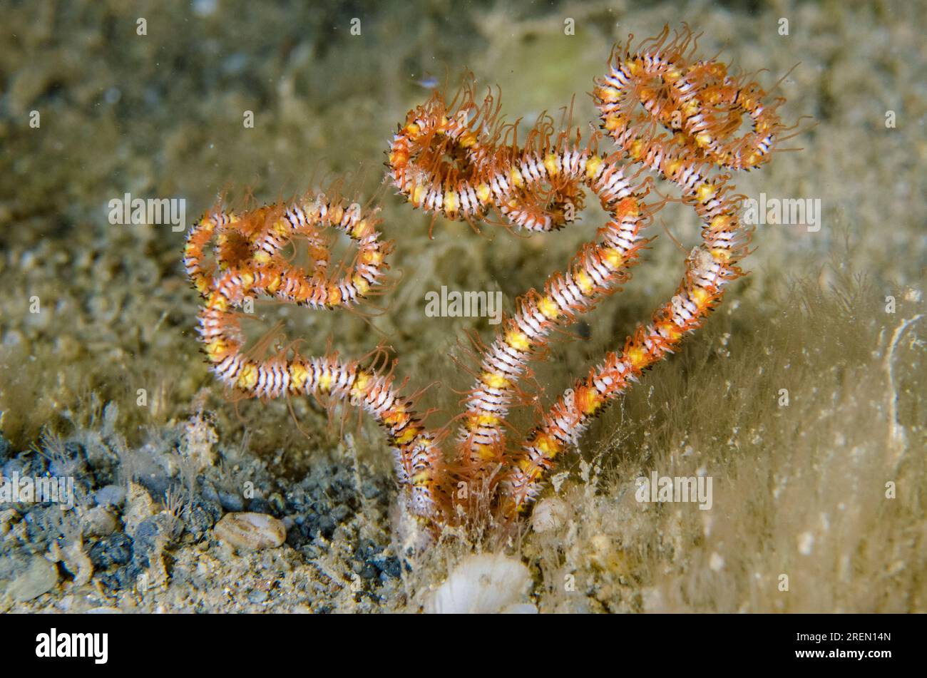 Burrowing Brittle Star, Amphiura sp, buried in sand, night dive, Dili Rock East dive site, Dili, East Timor Stock Photo