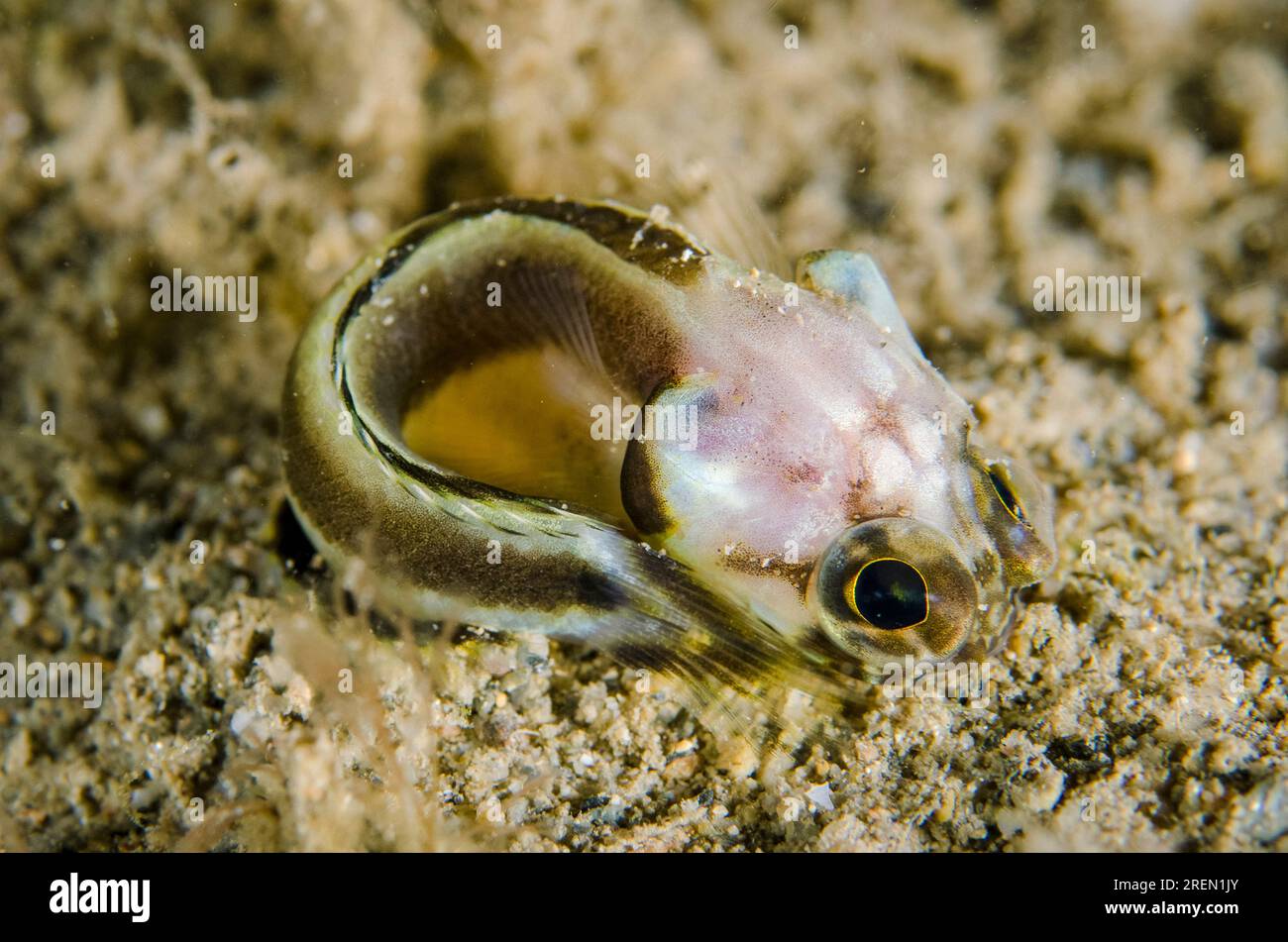 Juvenile Harlequin Jawfish, Stalix histrio, coiled up on sand, Night dive, Dili Rock East dive site, Dili, East Timor Stock Photo