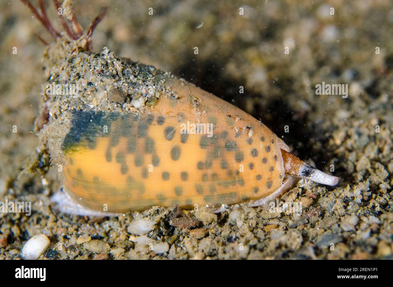 Flea-bite Cone Shell, Conus pulicarius, night dive, Dili Rock East dive site, Dili, East Timor Stock Photo