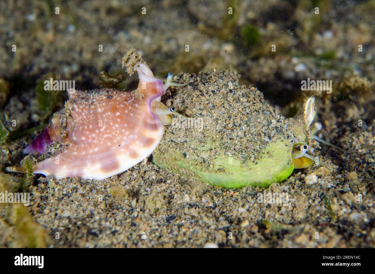 Pair of True Conch, Strombidae Family, night dive, Dili Rock East dive site, Dili, East Timor Stock Photo