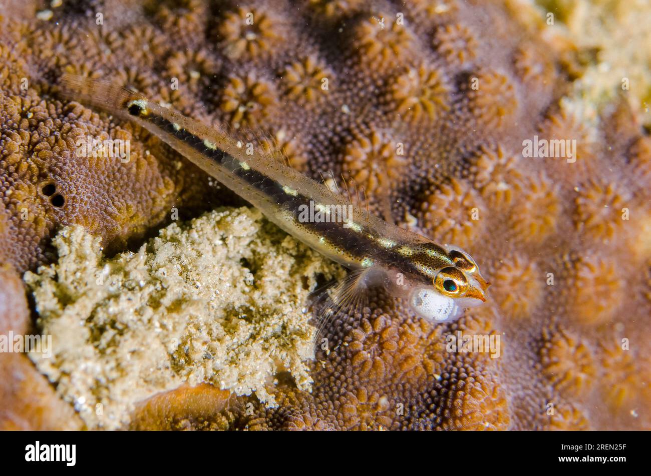 Sebree's Pygmygoby, Eviota sebreei, with Minute White Copepod,Harpacticoida sp, parasite on coral, Dili Rock East dive site, Dili, East Timor Stock Photo