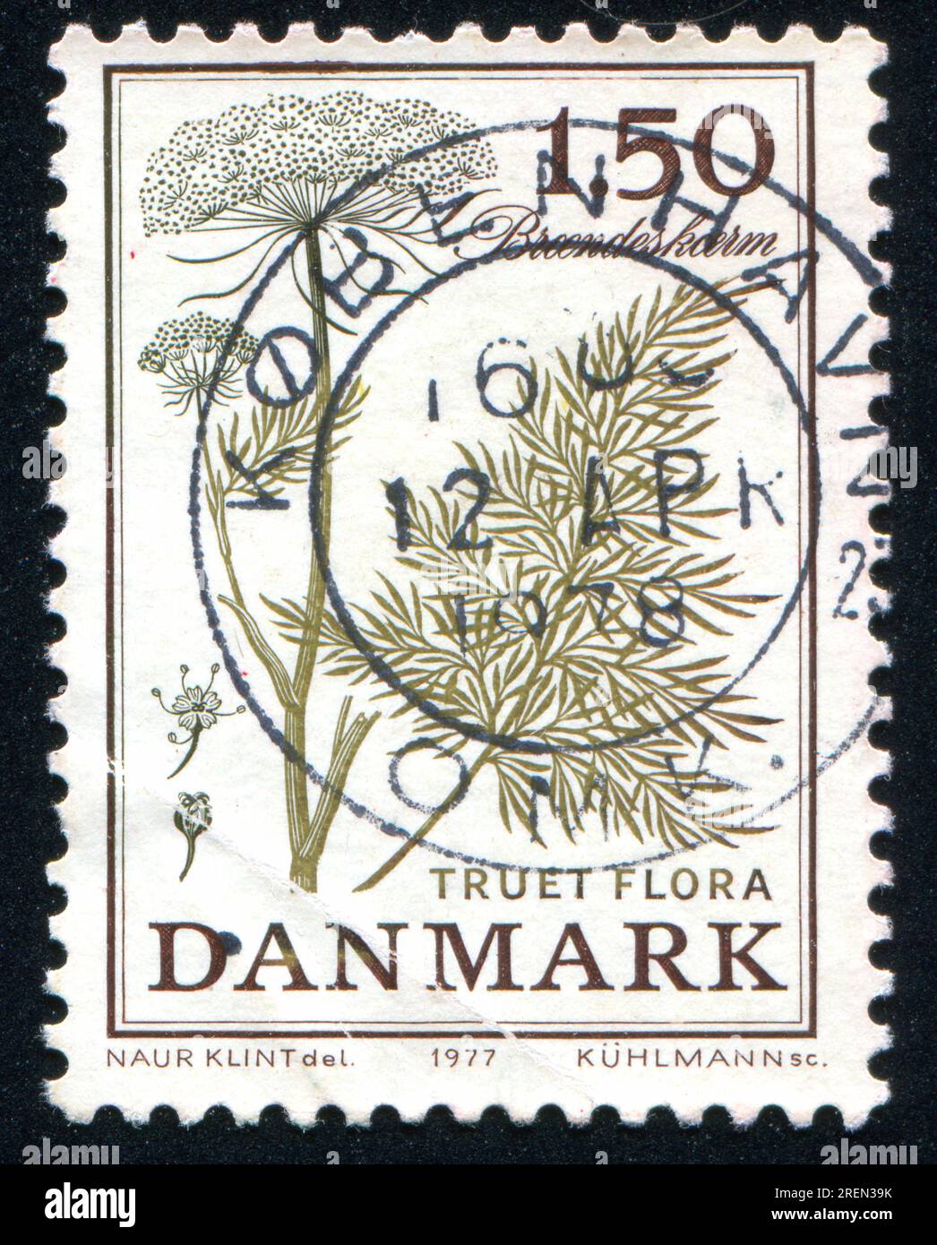 DENMARK - CIRCA 1977: stamp printed by Denmark, shows Cnidium dubium, circa 1977 Stock Photo