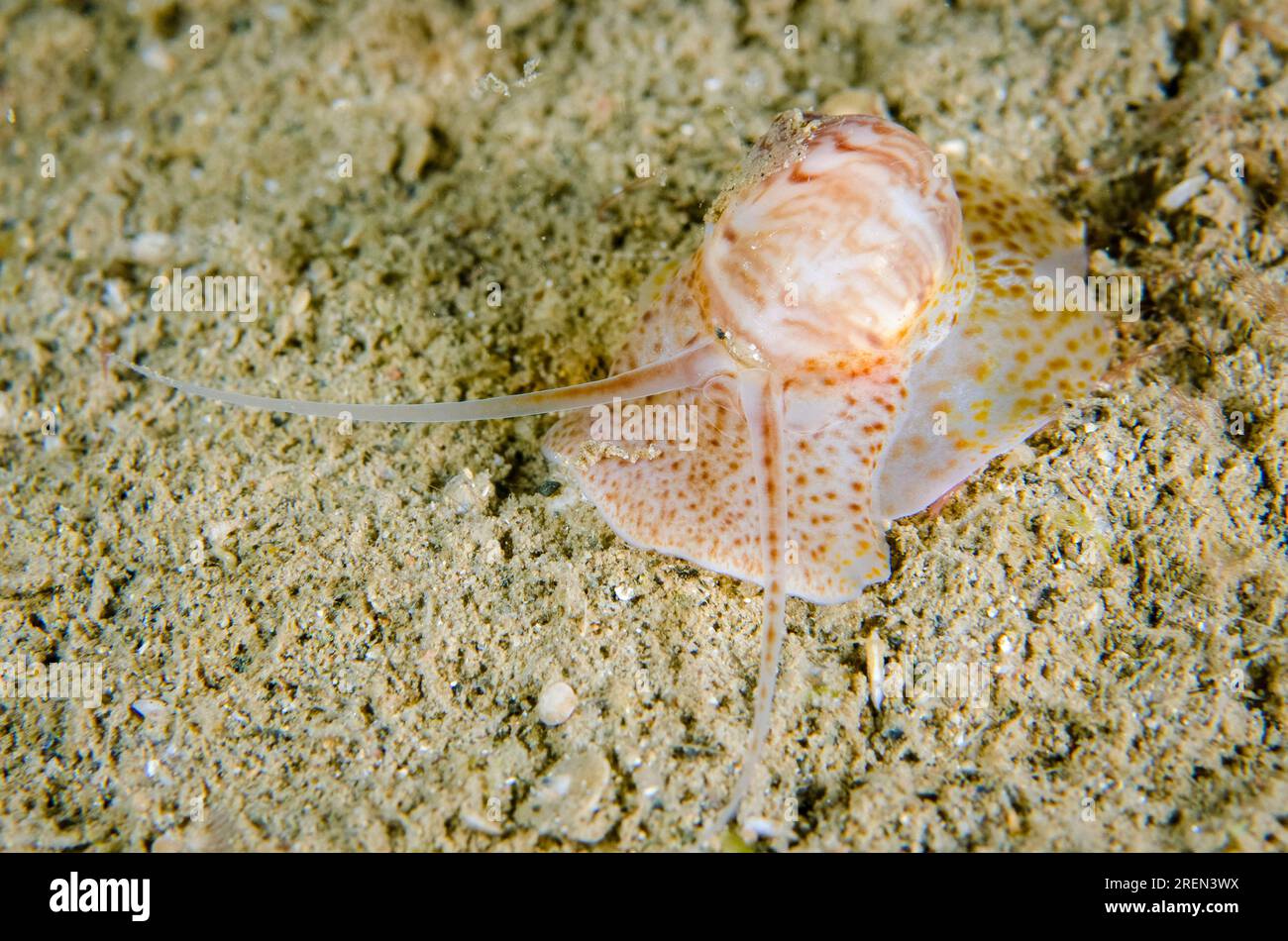 Nebulose Moon Snail, Natica cernica, on sand, Night dive, Dili Rock East dive site, Dili, East Timor Stock Photo