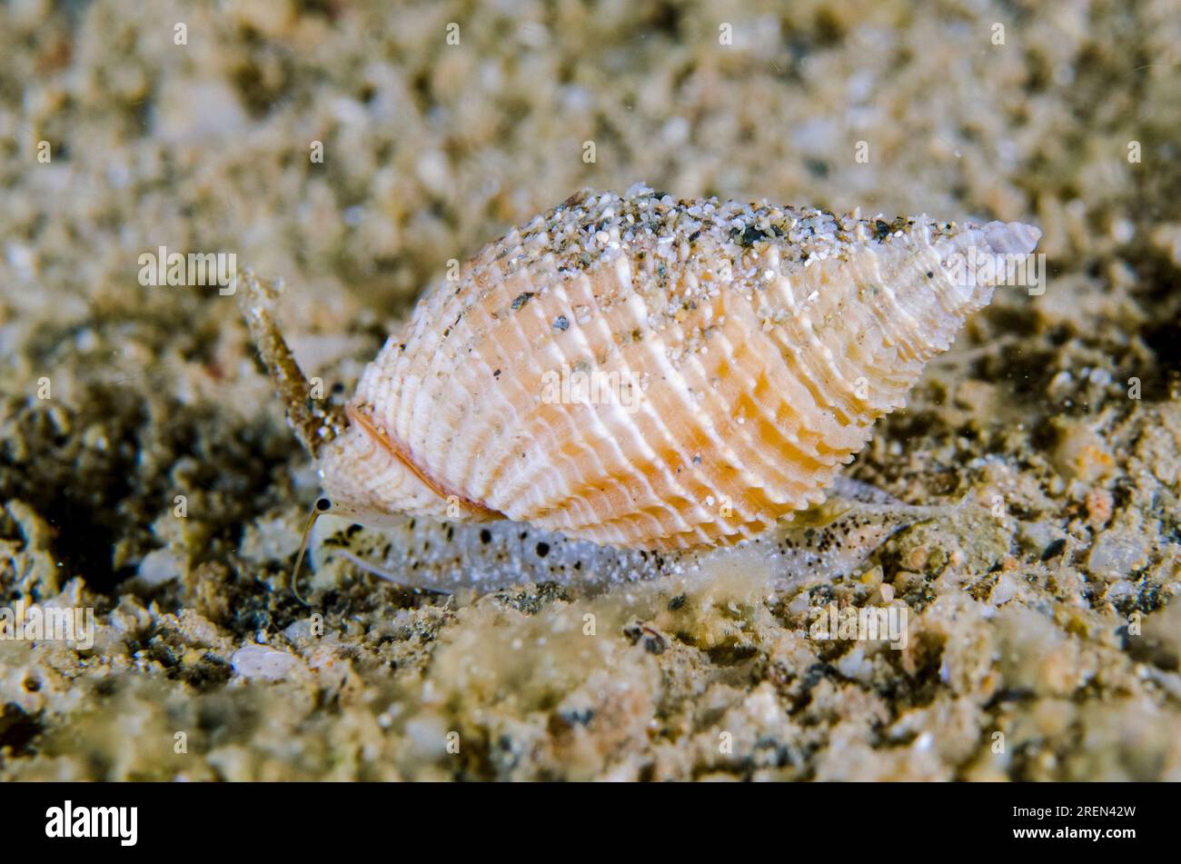 Nassa Mud Snail, Nassarius sp, night dive, Dili Rock East dive site, Dili, East Timor Stock Photo