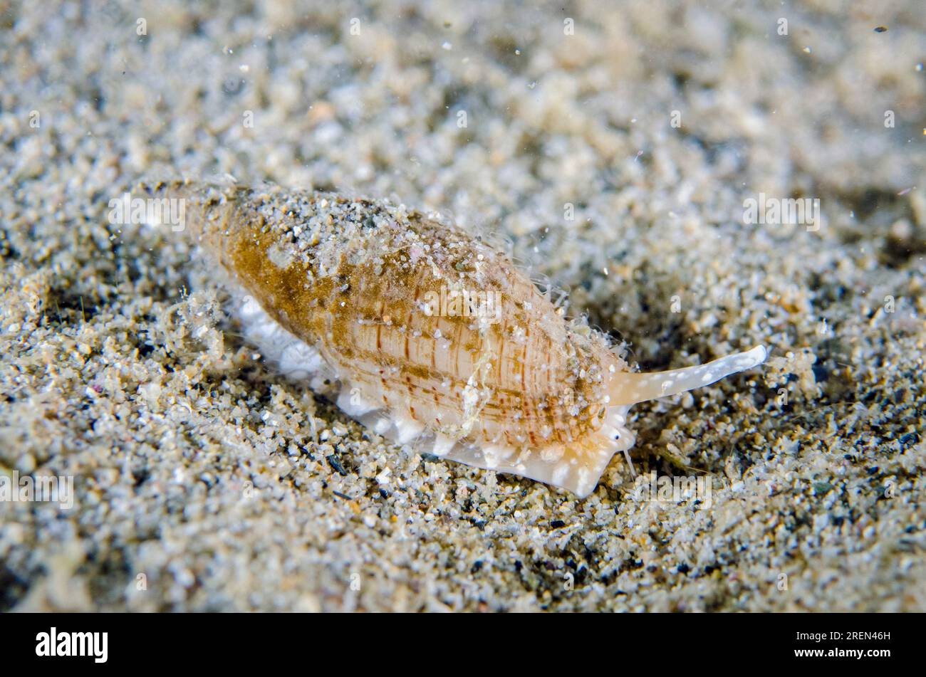 Nassa Mud Snail, Nassarius sp, night dive, Dili Rock East dive site, Dili, East Timor Stock Photo
