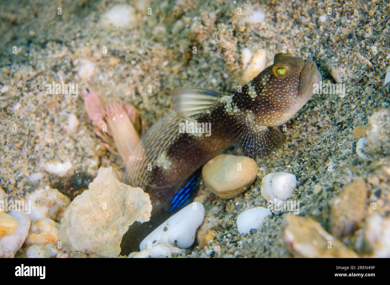 Variable Shrimpgoby, Cryptocentrus fasciatus, keeping watch whilke Snapping Shrimp, Alpheus sp, digs shared hole on sand, Dili Rock East dive site, Di Stock Photo
