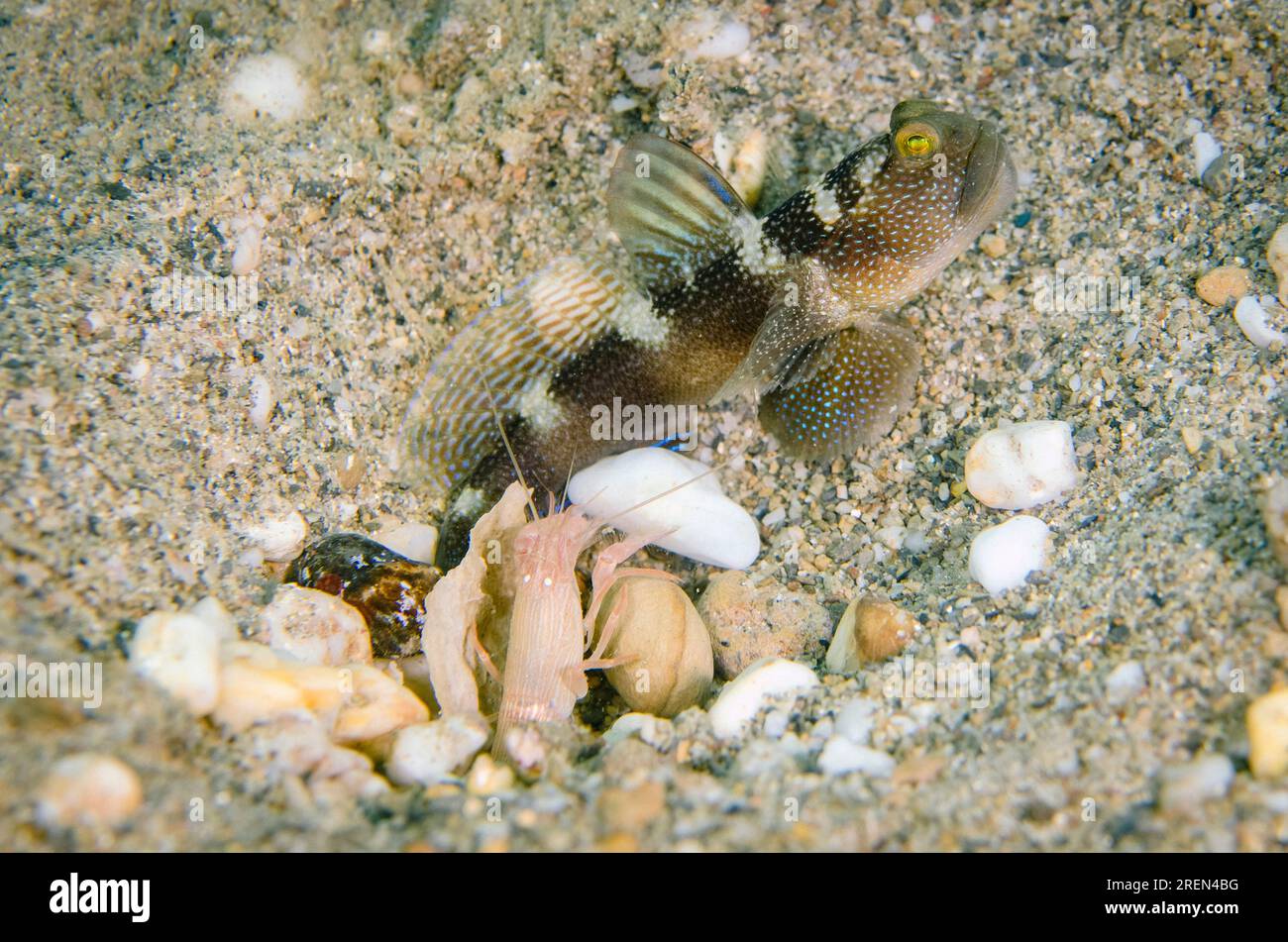 Variable Shrimpgoby, Cryptocentrus fasciatus, keeping watch whilke Snapping Shrimp, Alpheus sp, digs shared hole on sand, Dili Rock East dive site, Di Stock Photo