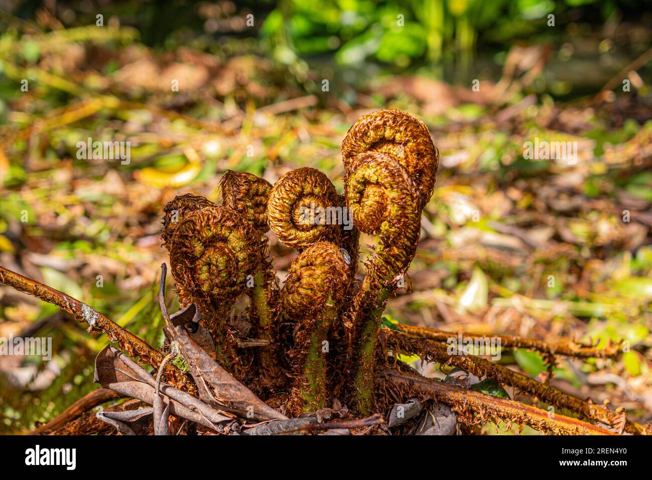 Young Dryopteris wallichiana ferns unfolding in Minterne Gardens situated in the town of Minterne Magna, Dorset Stock Photo