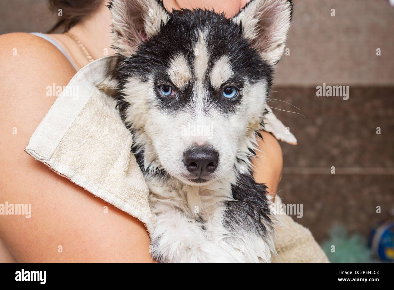 Wet husky dog after taking a bath. Pet care concept Stock Photo Alamy