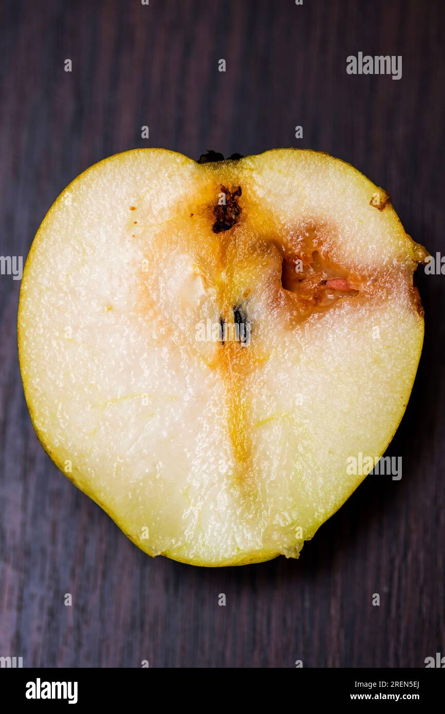 Caterpillar eating a apple . Worm (maggot larva) eating apple Stock Photo Alamy