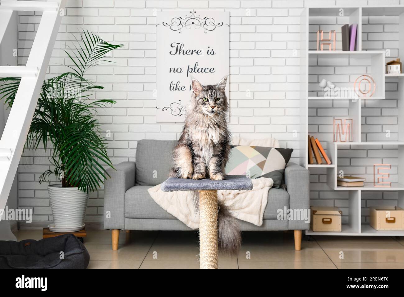 Maine Coon cat on scratching post in living room Stock Photo Alamy