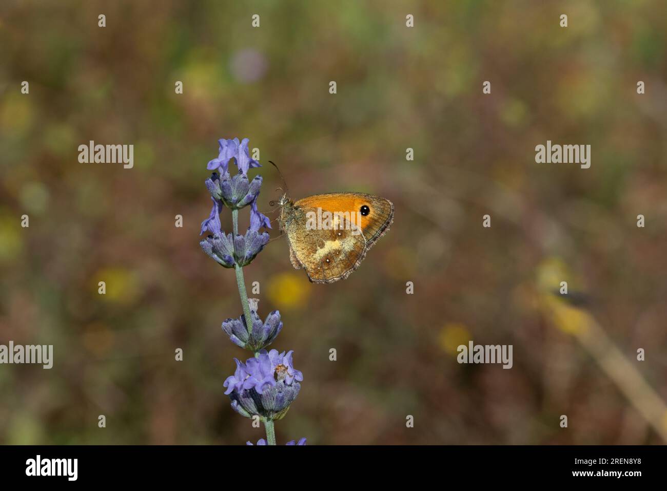 A Gatekeeper butterfly (Pyronia tithonus) resting on lavender flowers (Lavandula). Stock Photo