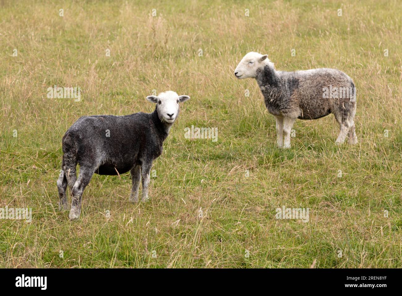 Herdwick sheep in County Durham, England. Herdwicks are a hardy breed originating in the Lake District. Stock Photo