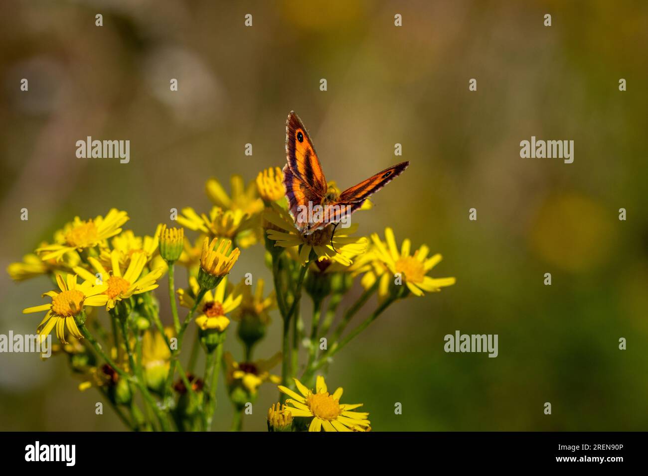 A Gatekeeper butterfly (Pyronia tithonus) resting on Common ragwort flowers (Jacobaea vulgaris). Stock Photo