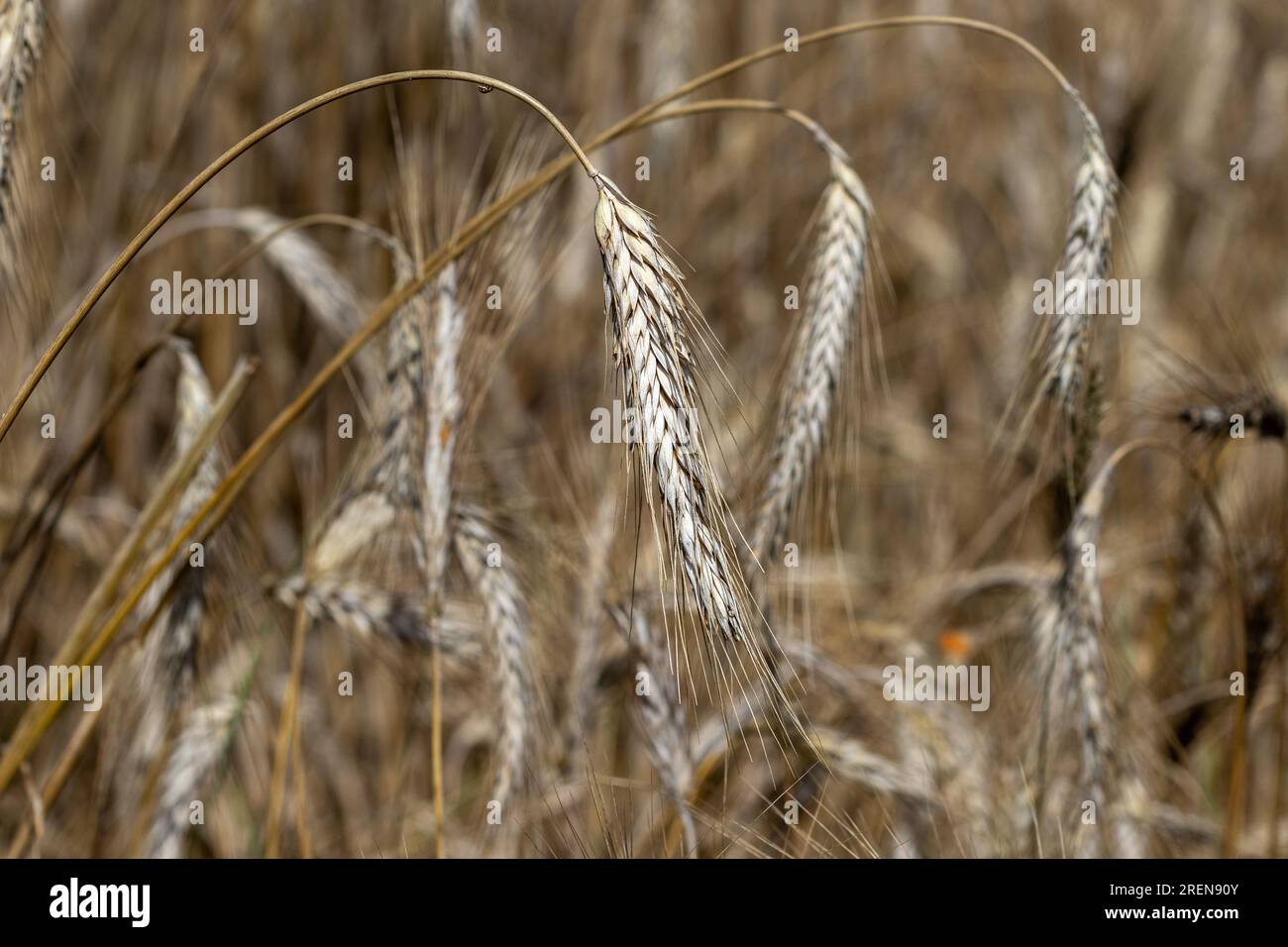 Macro image of ripe barley with a blurred background. Stock Photo