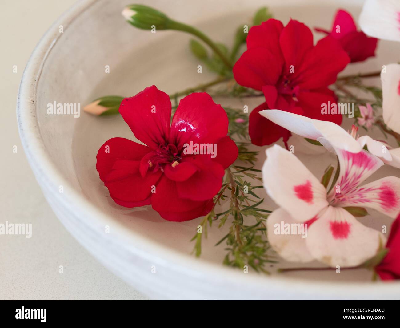 A bunch of vivid red  and white and pink Geranium Flowers and buds and Diosma in a ceramic pottery water bowl arrangement Stock Photo