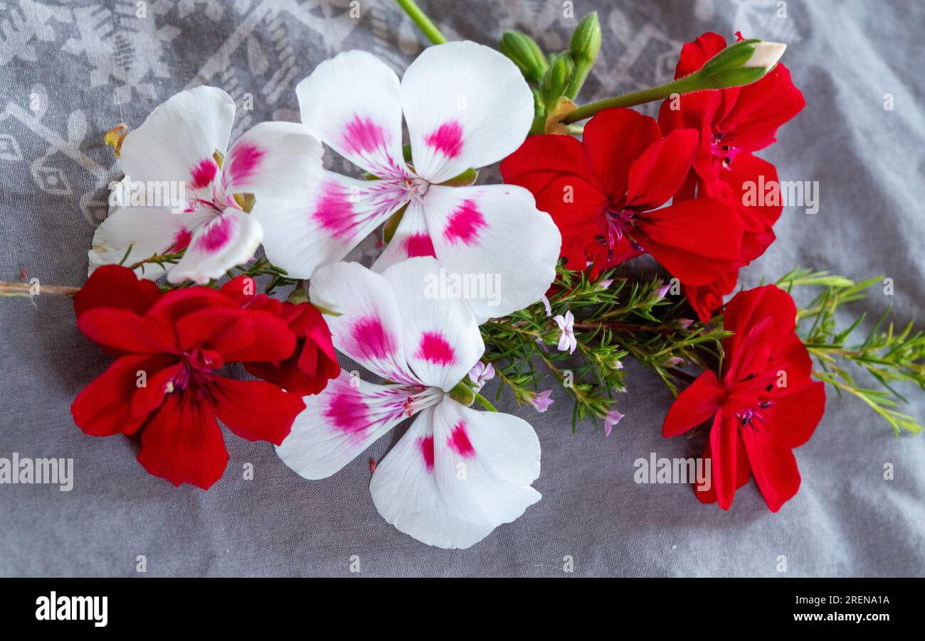 Red and White with hot pink spots Geraniums and Diosma Flowers arranged Stock Photo