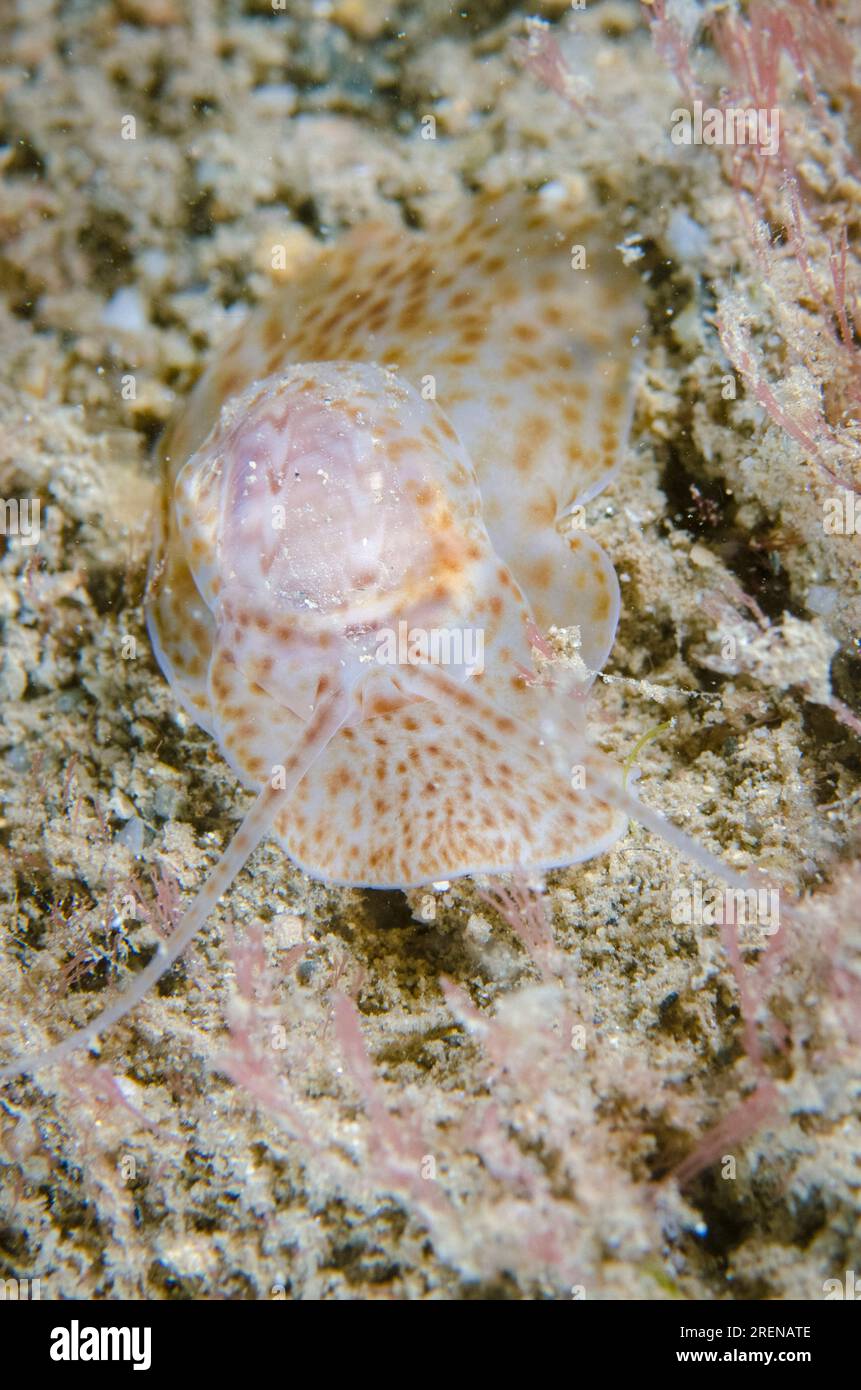 Nebulose Moon Snail, Natica cernica, on sand, Night dive, Dili Rock East dive site, Dili, East Timor Stock Photo